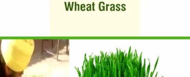Singh cures the Last stage of his Mother’s Cancer with Wheat Grass