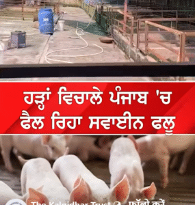Kalgidhar Society Acts to Prevent Disease After Punjab Floods 2025