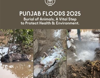 After the Floods – Kalgidhar Society’s Mission to Protect Punjab’s Health